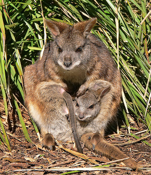 Wallaby.jpg