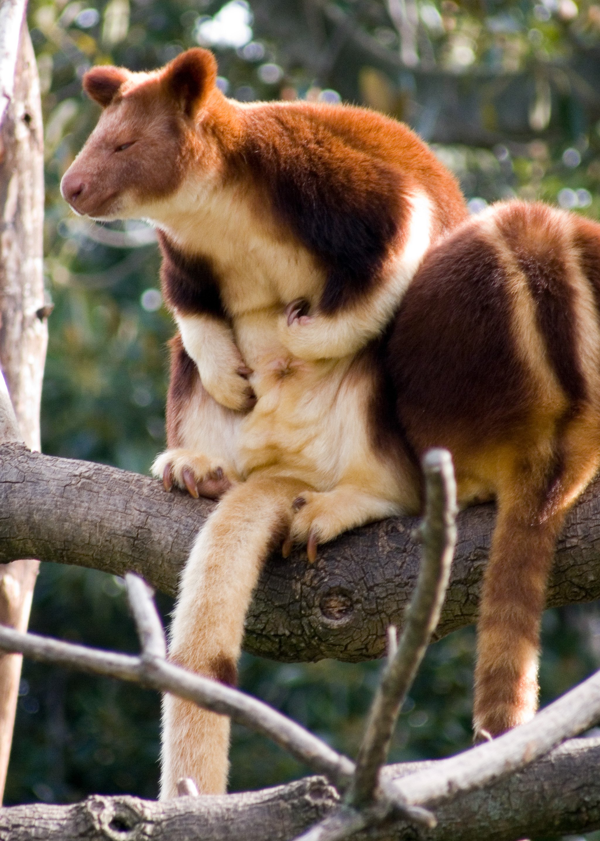 TreeKangaroo.jpg