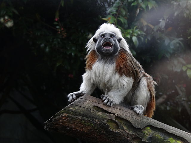 Tamarin.jpg