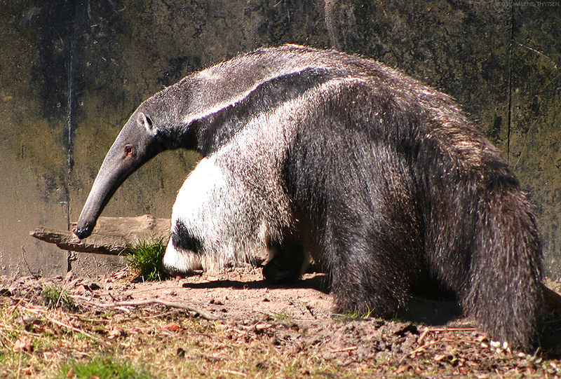 GiantAnteater.jpg