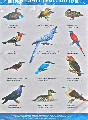 Thumbnail for version as of 00:25, 1 February 2015
